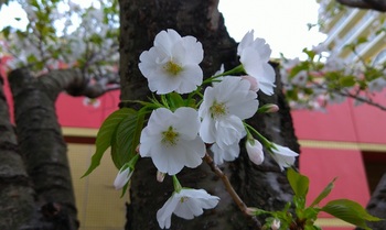 稲毛海岸の桜.jpg